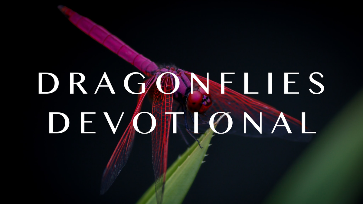 Dragonflies - Fall 2020