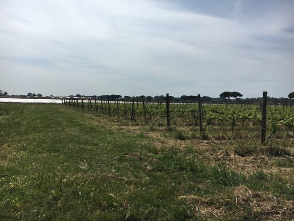 An Italian Vineyard #divatravel