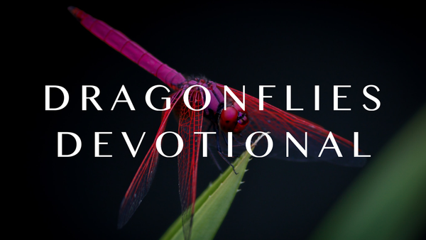 Dragonflies - Fall 2020