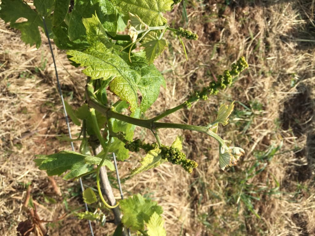 baby-grapes